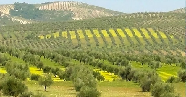 Basma’s Agricultural project